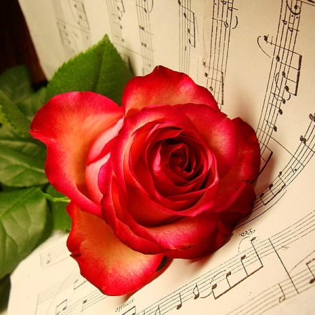 Walentynkowy koncert symfoniczny – Natalia Walewska